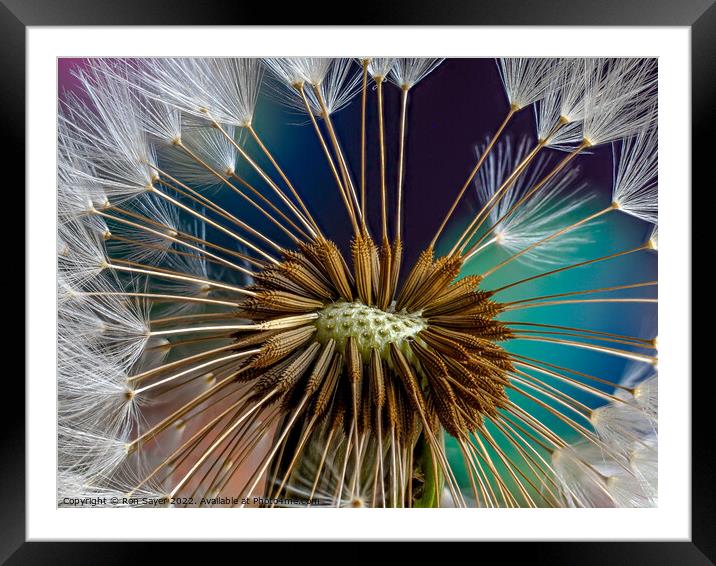 A Dandelion Framed Mounted Print by Ron Sayer
