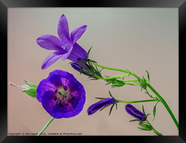 Purple flower Framed Print by Ron Sayer