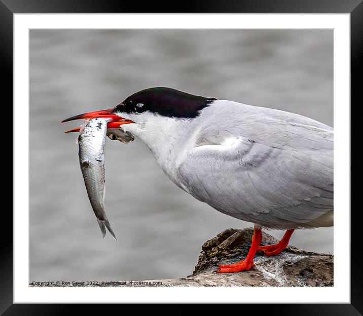 Artic Tern Framed Mounted Print by Ron Sayer