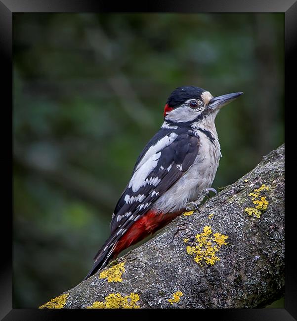  Great Spotted Woodpecker Framed Print by Ron Sayer