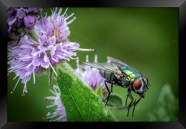  Green Fly on Mint Leaf Framed Print by Ron Sayer
