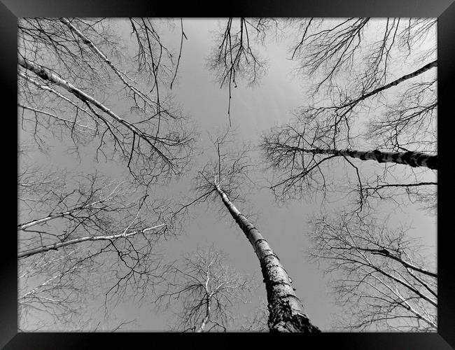 Look up, Alaska Framed Print by Erin Hayes