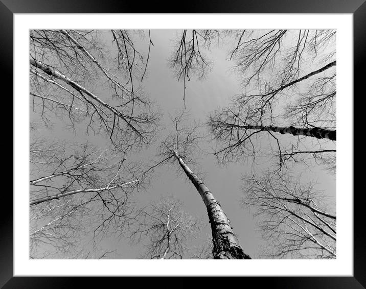 Look up, Alaska Framed Mounted Print by Erin Hayes