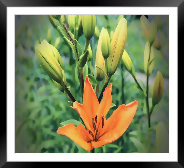 First To Bloom Framed Mounted Print by Erin Hayes