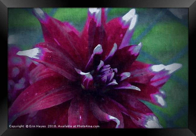 Red Dahlia on Silk Framed Print by Erin Hayes