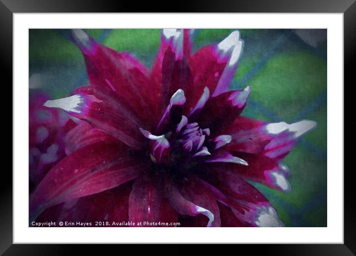 Red Dahlia on Silk Framed Mounted Print by Erin Hayes