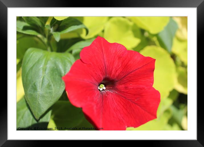 Red Flower Macro Framed Mounted Print by Erin Hayes