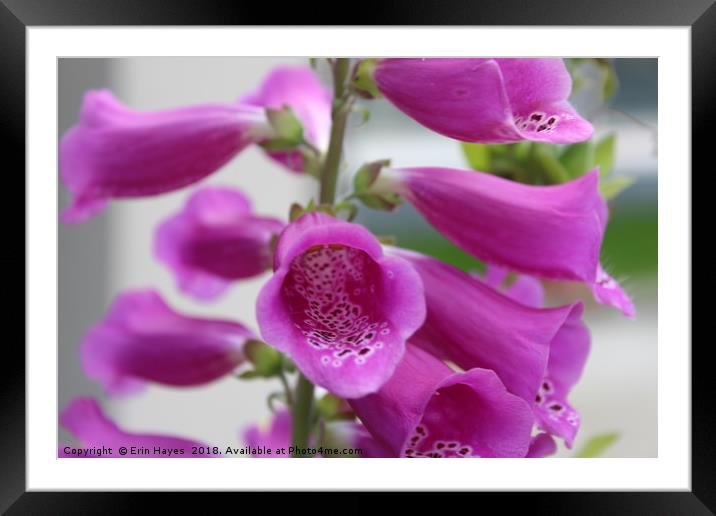 Pretty Pink Foxglove Framed Mounted Print by Erin Hayes