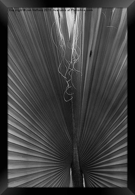  Palm Leaf, Jardin Marjorelle, Marrakech Framed Print by Jan Hofheiz