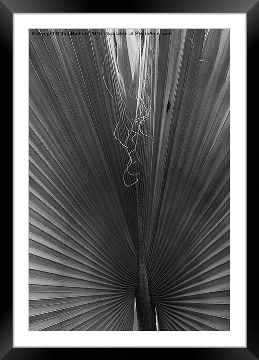  Palm Leaf, Jardin Marjorelle, Marrakech Framed Mounted Print by Jan Hofheiz