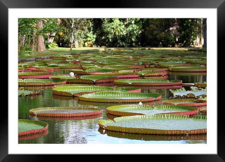  Giant Lilly Pads Framed Mounted Print by Peter Ready