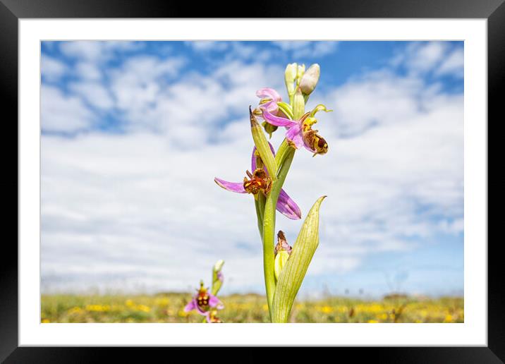 Bee Orchid Framed Mounted Print by Mark Godden