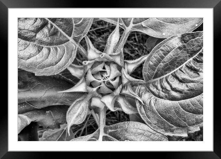 Mono sunflower Framed Mounted Print by Mark Godden