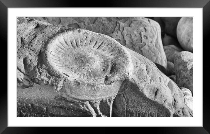 Ammonite Framed Mounted Print by Mark Godden