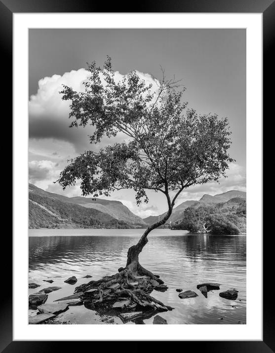 The famous lone tree at Llyn Pardarn Framed Mounted Print by Mark Godden