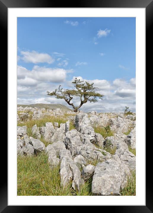 Lone tree on White Scar Framed Mounted Print by Mark Godden