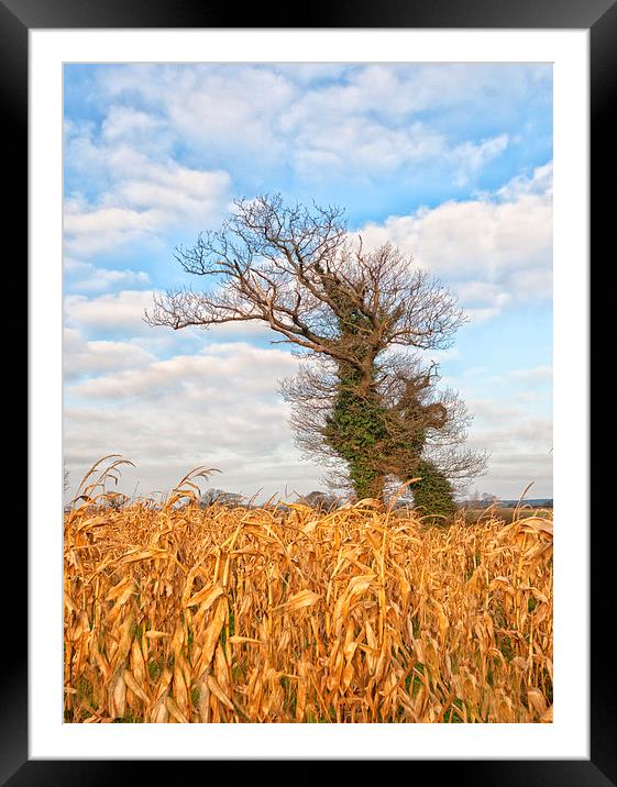 Windswept trees in Norfolk.  Framed Mounted Print by Mark Godden