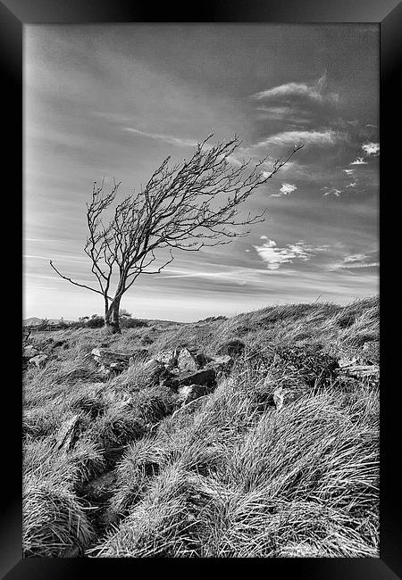  A lone tree on Dorset's Tyneham Cap. Framed Print by Mark Godden