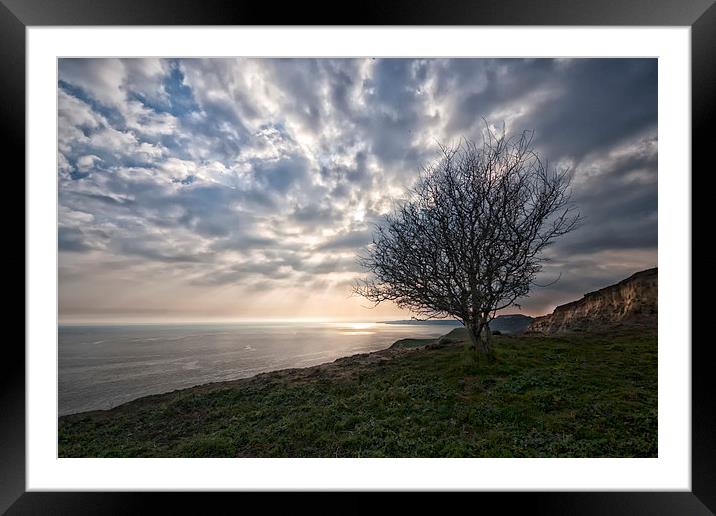  Cliff-top tree.  Framed Mounted Print by Mark Godden