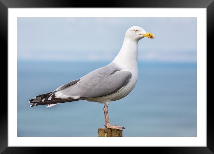Seagull. Framed Mounted Print by Mark Godden