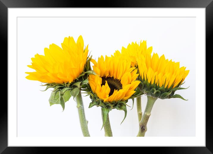 Sunflowers.  Framed Mounted Print by Mark Godden