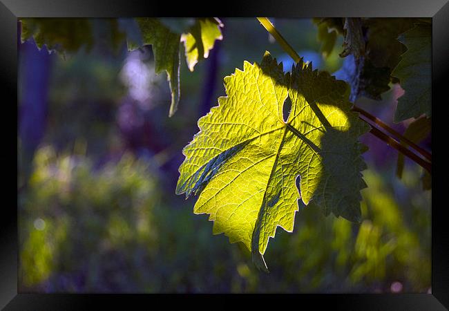  Evening Vine Leaf Framed Print by Graham Thomas