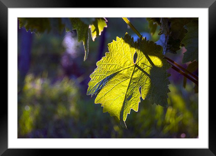  Evening Vine Leaf Framed Mounted Print by Graham Thomas
