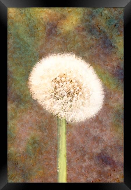  Dandelion Framed Print by Graham Thomas