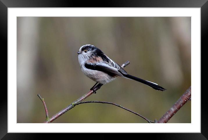  Long Tailed Tit Framed Mounted Print by David Brotherton