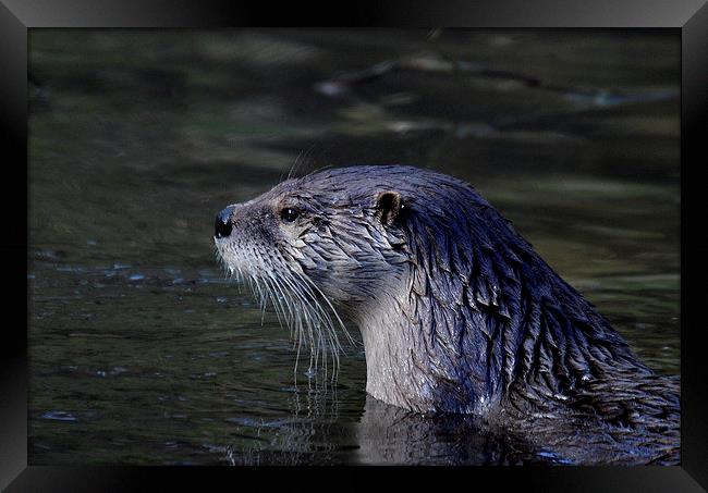  Otter Watch Framed Print by David Brotherton