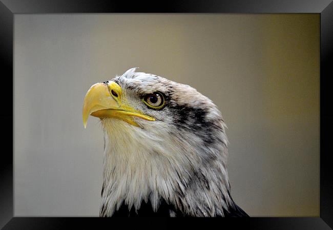  Grumpy Bald Eagle Framed Print by David Brotherton