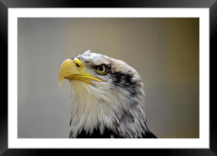  Grumpy Bald Eagle Framed Mounted Print by David Brotherton