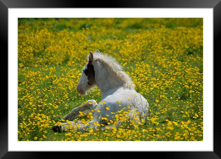  Foal in the Buttercups Framed Mounted Print by David Brotherton