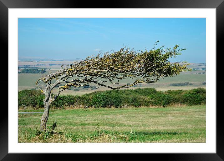 Windswept Tree Framed Mounted Print by David Brotherton