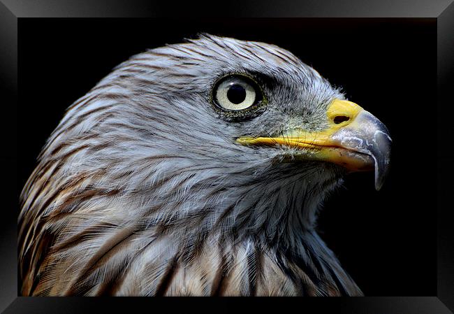  Red Kite Portrait Framed Print by David Brotherton