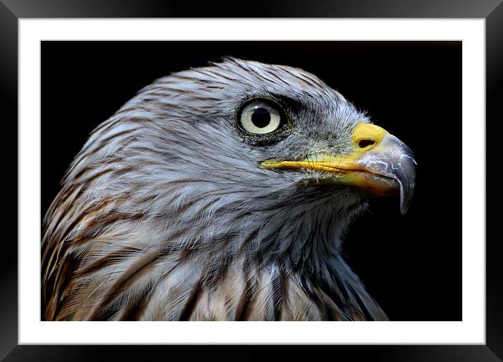  Red Kite Portrait Framed Mounted Print by David Brotherton