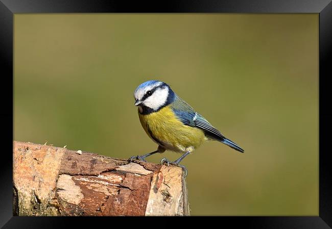  Blue Tit in the Woods Framed Print by David Brotherton