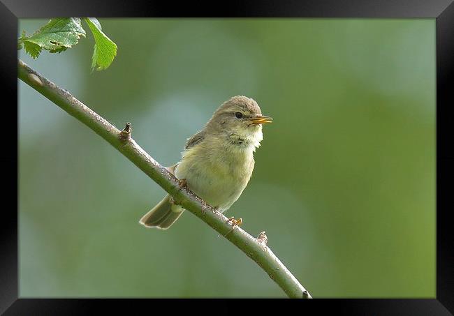  Willow Warbler Framed Print by David Brotherton