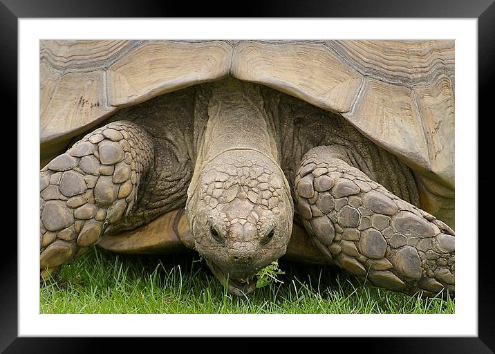 Giant Tortoise Framed Mounted Print by David Brotherton