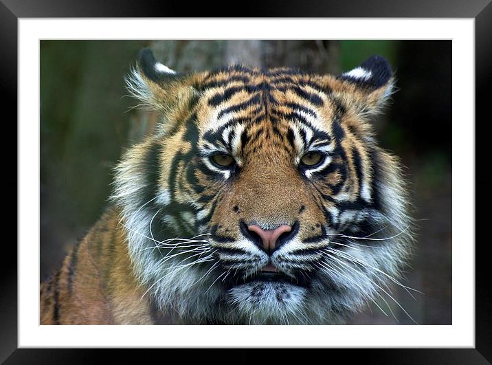 Eye Of The Tiger Framed Mounted Print by David Brotherton