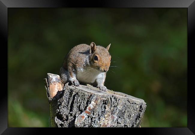  Cheeky Squirrel Framed Print by David Brotherton