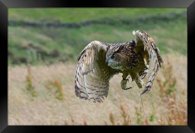  Eagle Owl Flight Framed Print by David Brotherton
