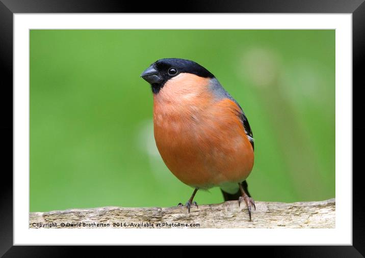 Proud Bullfinch Framed Mounted Print by David Brotherton