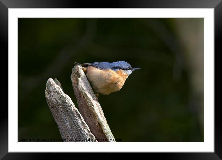 Cheeky Nuthatch Framed Mounted Print by David Brotherton