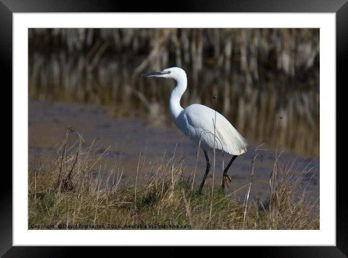 Little Egret Framed Mounted Print by David Brotherton