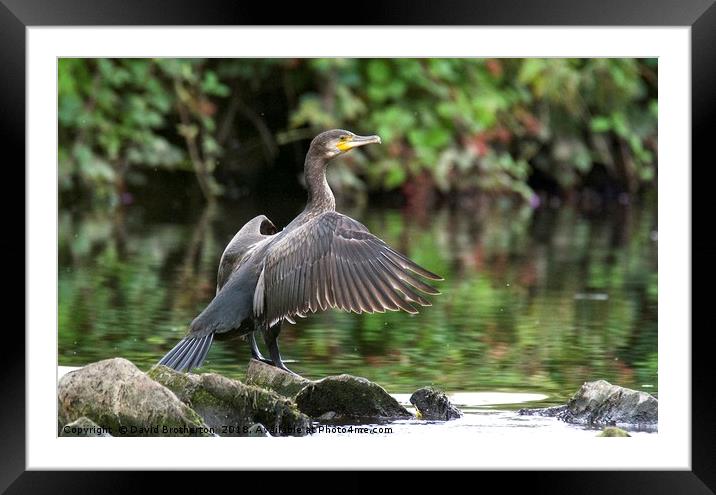 Cormorant On The River Framed Mounted Print by David Brotherton