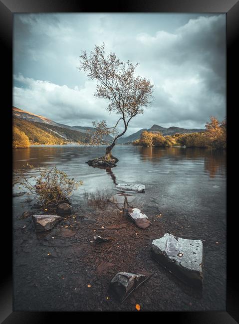 The Lone Tree Framed Print by Rich Wiltshire