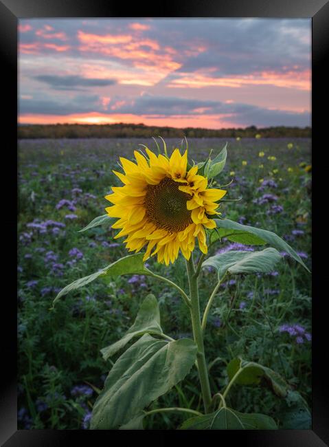 Sunflower At Sunset Framed Print by Rich Wiltshire