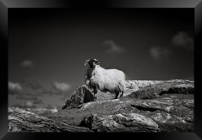  Isle of Harris sheep Framed Print by Scott Robertson