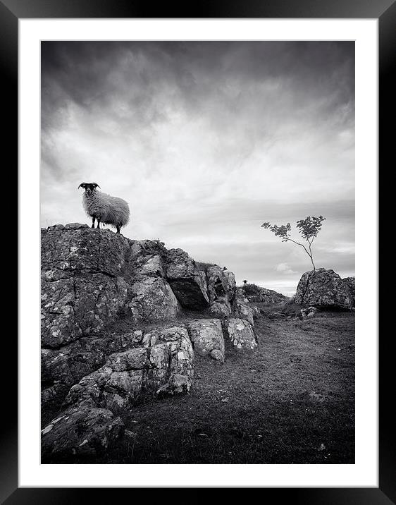  Sheep in mono Framed Mounted Print by Scott Robertson